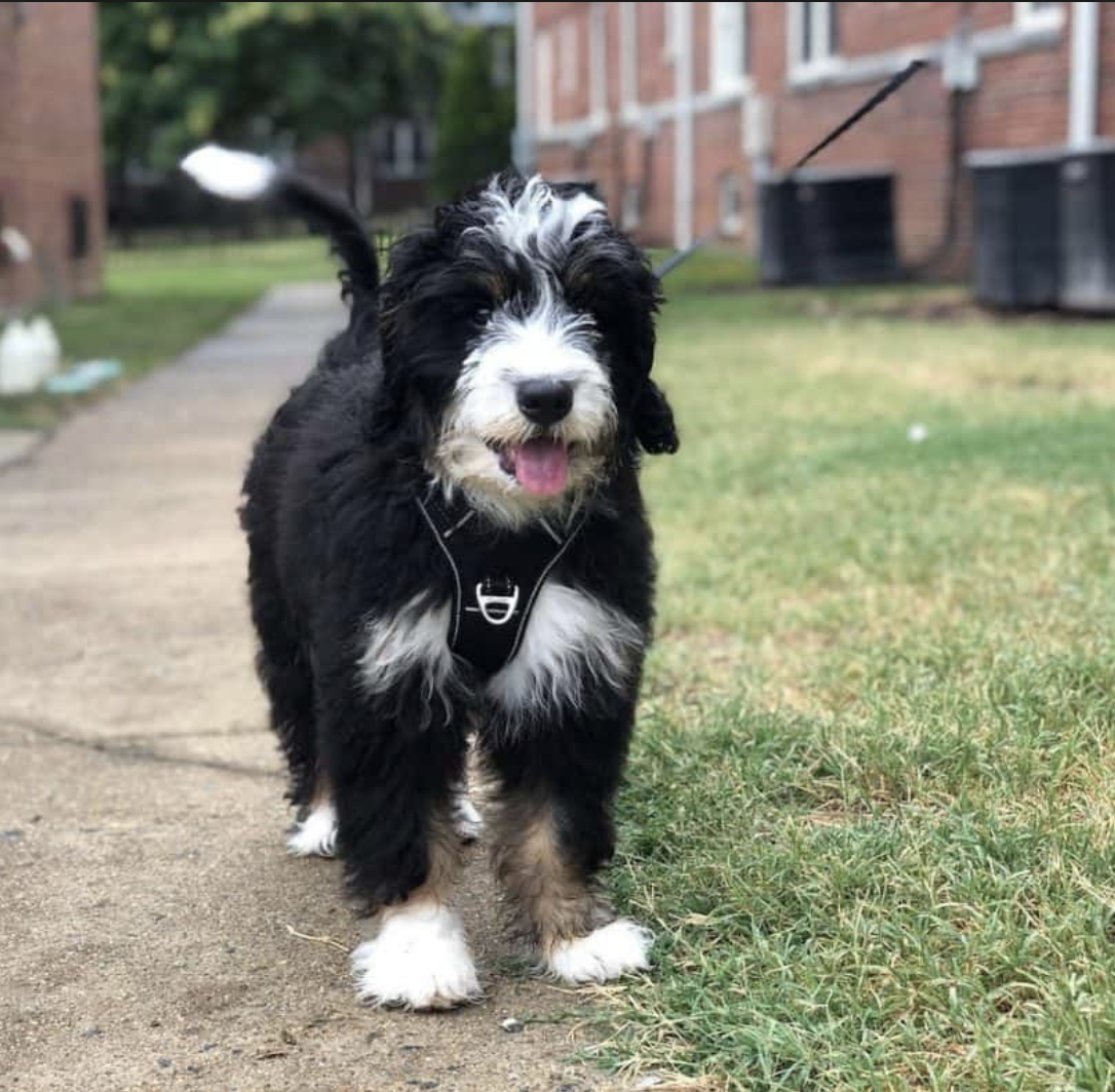The Ultimate Bernedoodle Lover's GUIDE For 2020 4