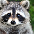 Raccoon