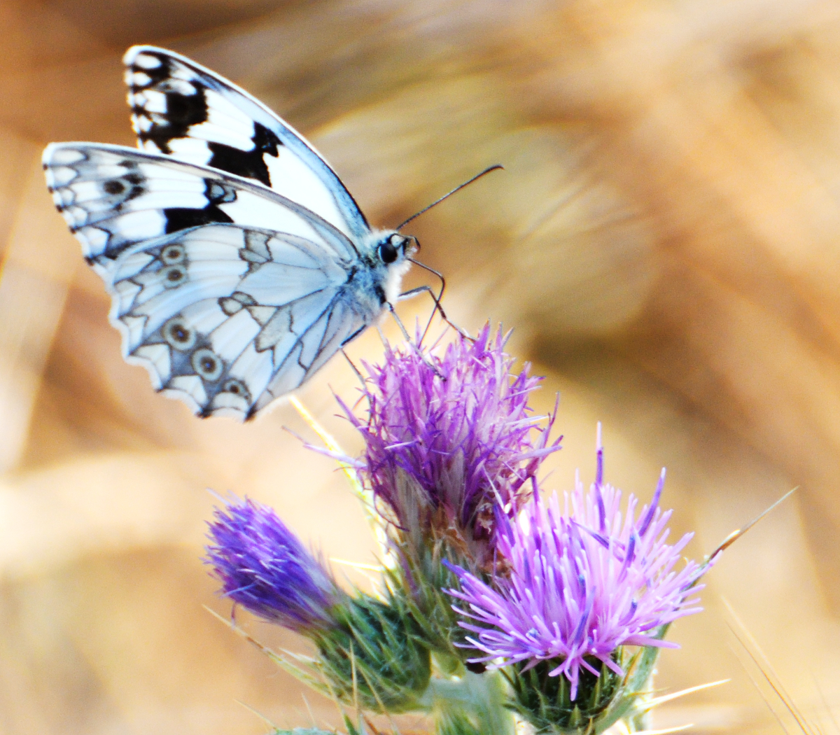 Iberian Marbled White; Medioluto Ibérica