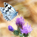 Iberian Marbled White; Medioluto Ibérica