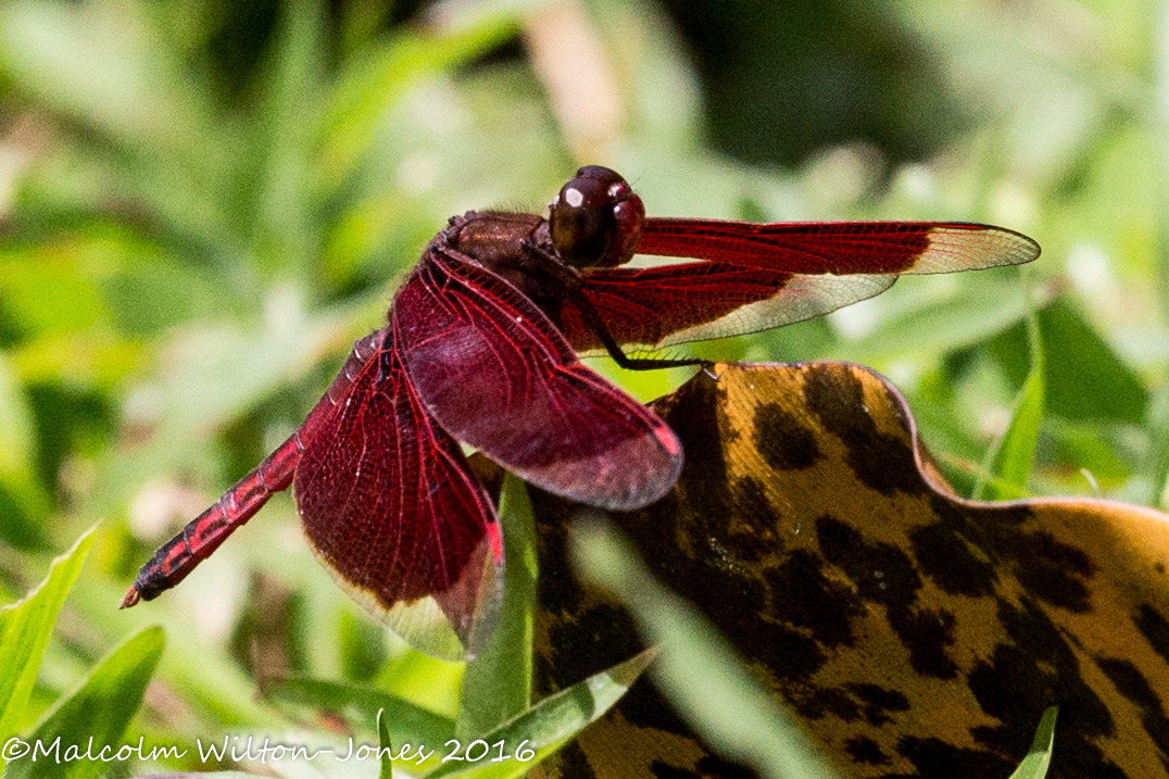 Common Parasol