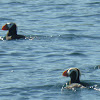 Tufted Puffin