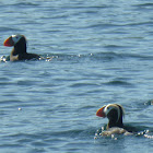 Tufted Puffin