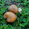 Brown Birch Bolete