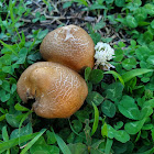 Brown Birch Bolete