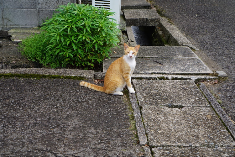 フィットの夜・梅雨入り・ドライブ・紫陽花に関するカスタム事例の投稿画像8枚目