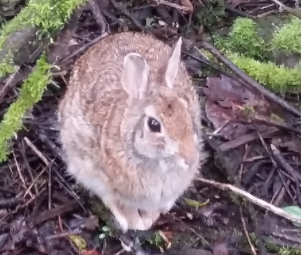 Eastern cottontail