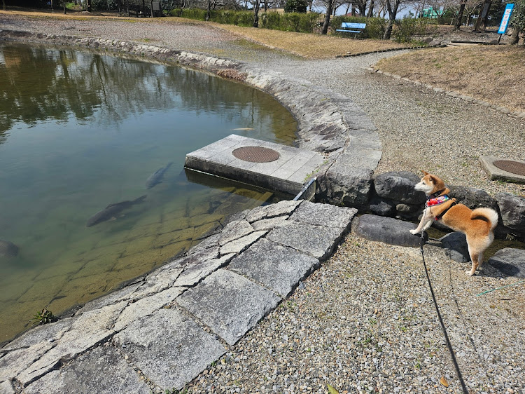 エルグランドの滋賀県ドライブ・さざなみ街道・あかねキムチ・柴犬ヒナちゃん・春ですねに関するカスタム事例の投稿画像5枚目