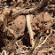 Pygmy Short-horned Lizard