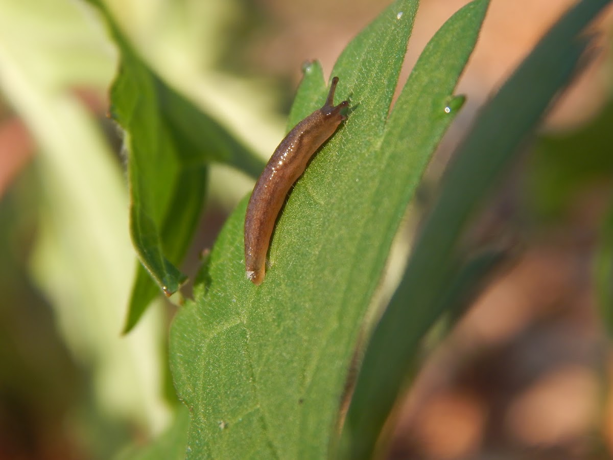 Slug