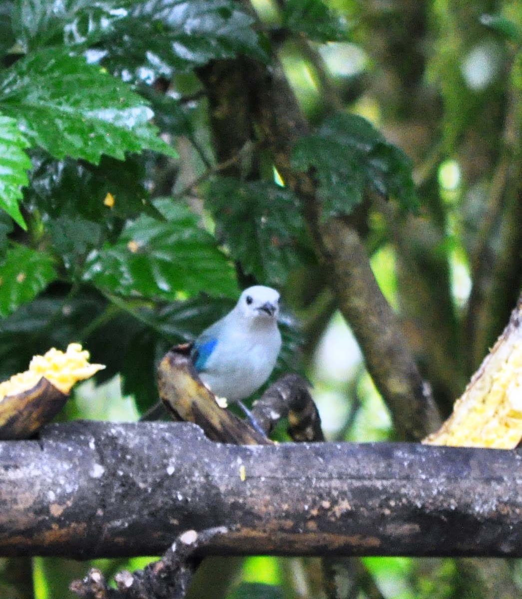 blue-gray tanager