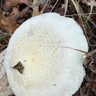 Lynx Paw Oyster Mushroom