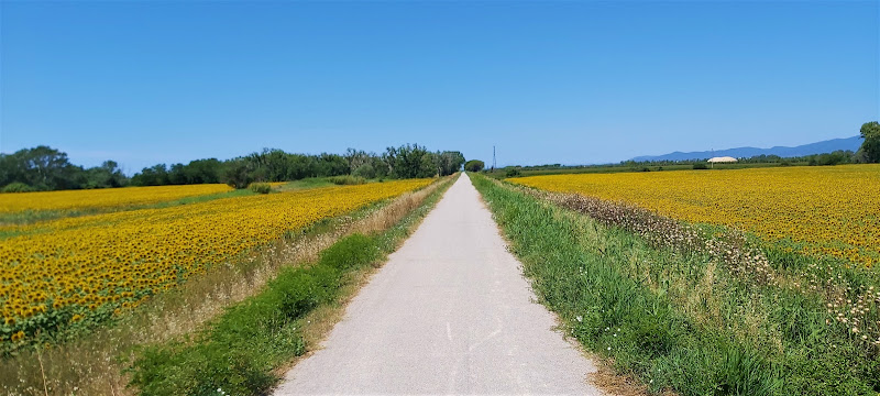 Tra i girasoli di MORENO ANTOGNOLI