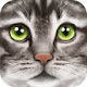 Cats HD new free tab theme