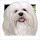 Havanese Themes & New Tab