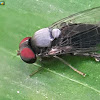 Flat-footed Fly