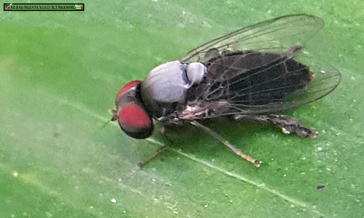 Flat-footed Fly