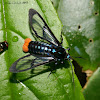 Scarlet-tipped wasp mimic