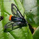 Scarlet-tipped wasp mimic