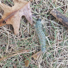 Greater Oak Dagger Moth