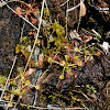 Round-leaved Sundew