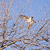 Cooper's Hawk