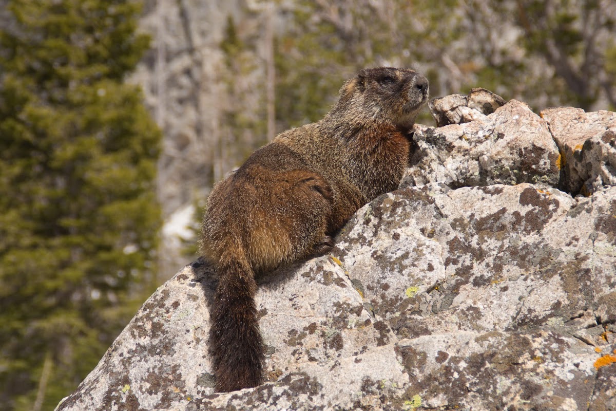 Yellow-bellied marmot