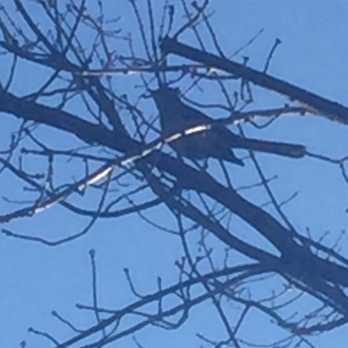 Le Conte's Sparrow