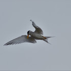 Least Tern