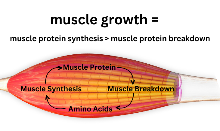 The photo shows a stylized representation of muscle growth and healing.