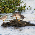 Grey-tailed Tattler