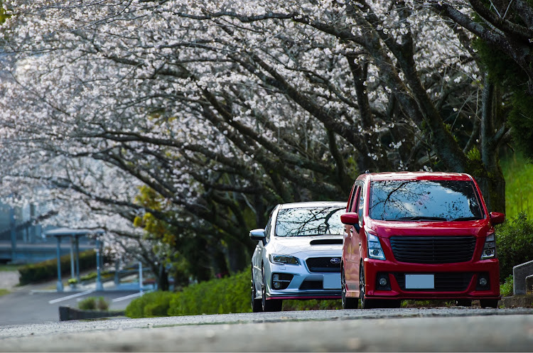 ワゴンRスティングレーの桜とコラボ・S4・Nikon・カメ活・鹿児島に関するカスタム事例の投稿画像1枚目