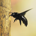 Carpenter bee