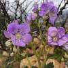 Giant Flowered Phacelia