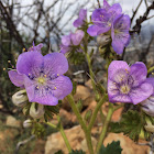 Giant Flowered Phacelia