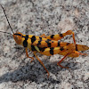 Leopard grasshopper