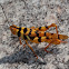 Leopard grasshopper