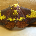 Imperial Moth