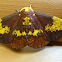 Imperial Moth