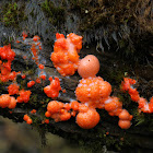 Slime Mold