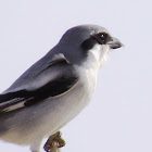 Southern (Desert) Grey Shrike
