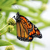 Monarch Butterfly