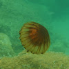 Compass jellyfish