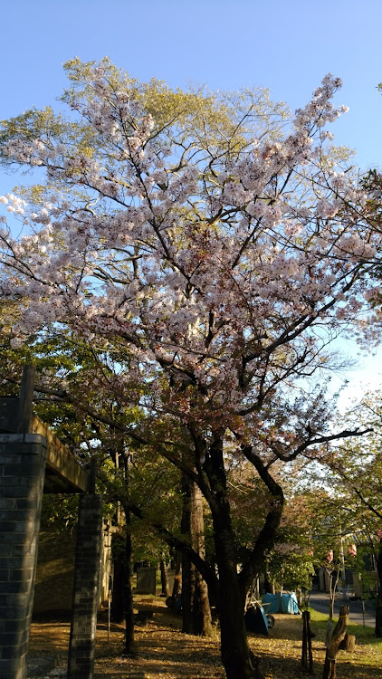 A.S WORKS(あんちんたん) あんGさんが投稿した朝の散歩・お祭り騒ぎの結末？・花粉症、辛いに関するカスタム事例の投稿画像2枚目