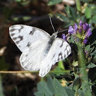 Checkered White