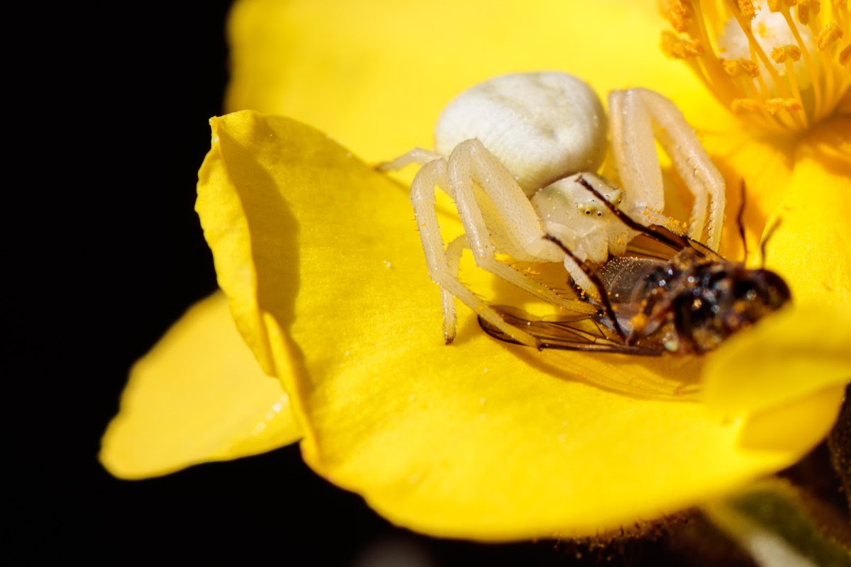 Flower Crab Spider