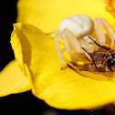 Flower Crab Spider