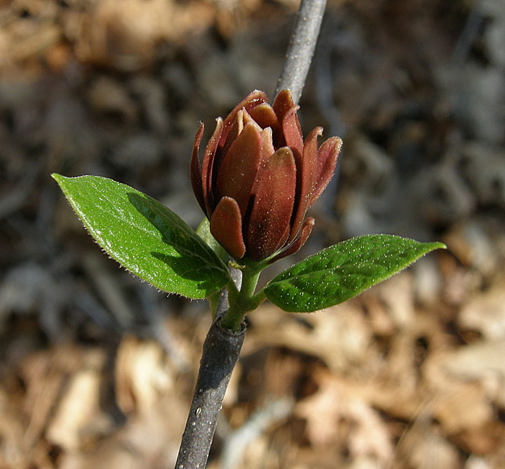 Eastern Sweetshrub