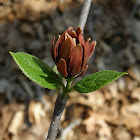 Eastern Sweetshrub