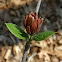 Eastern Sweetshrub